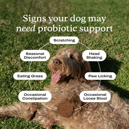 Probiotic Chews for Dogs — Gut, Skin & Immune Support | Halo Labs™